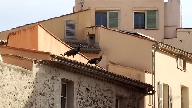 Des paons sur le toit